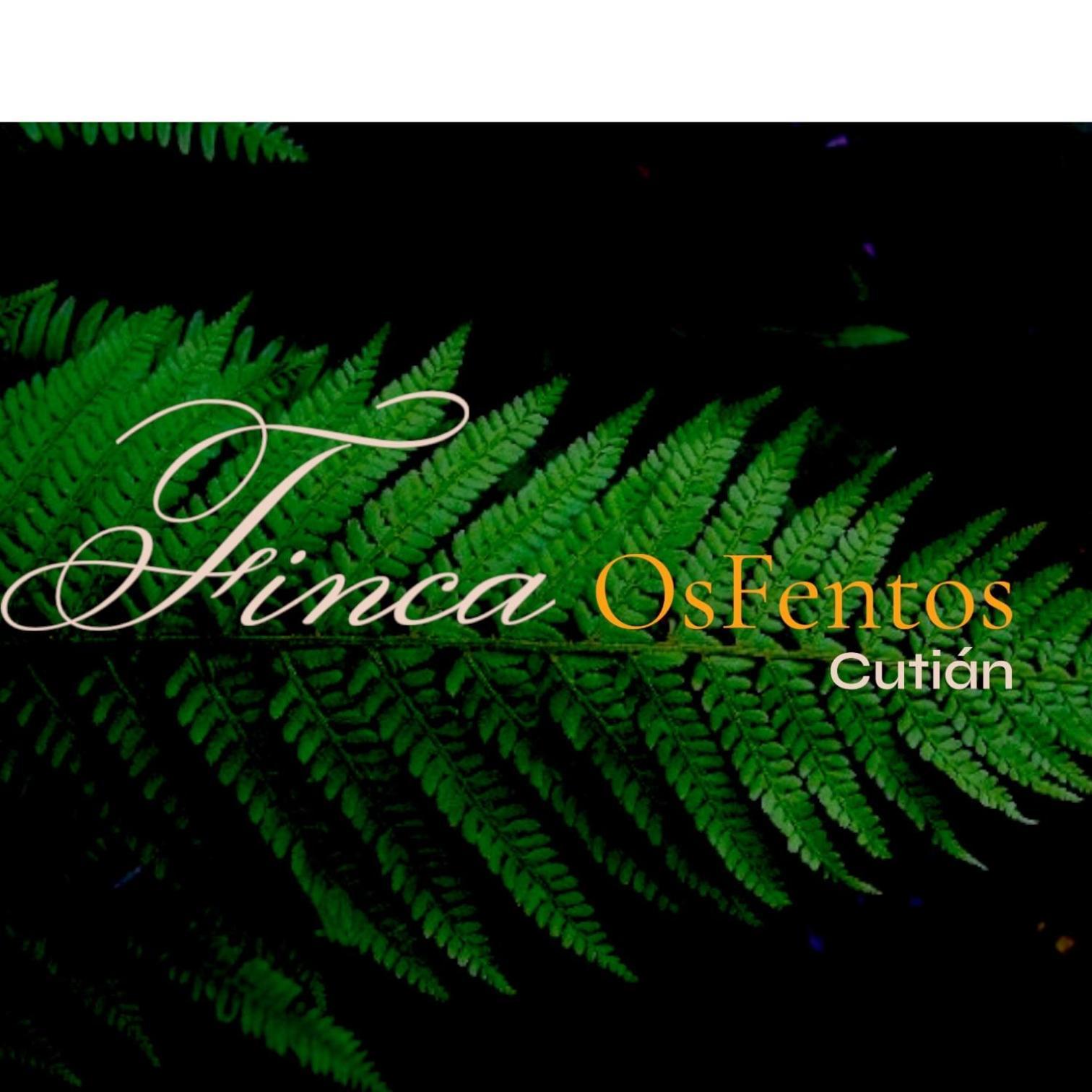폰테베드라 Os Fentos B&B 외부 사진